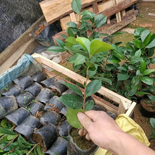 漳平市茶花树 香妃苗