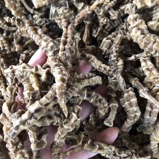 玉林新货 大条地参/虫草参 统货