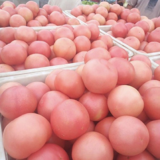 聊城硬粉西红柿 精品西红柿，大量上市，山东省聊城市东昌府区，