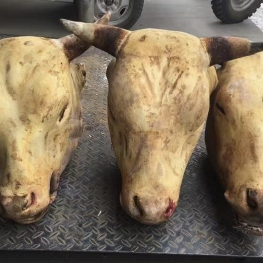 云南本地火烧牛头 生牛头 黄牛牛头