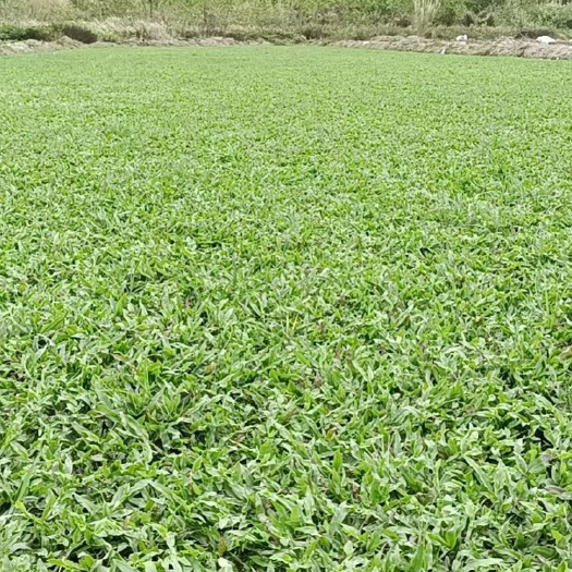 中山市大叶油草草块草卷