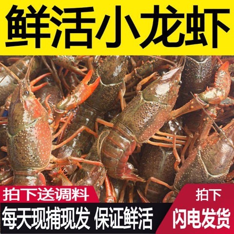 泰兴市淡水小龙虾鲜活清水虾活虾淡水青壳虾红壳虾水产批发包邮