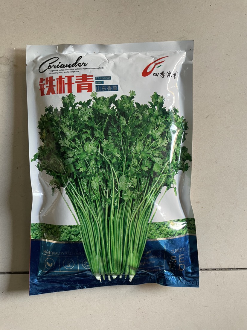 济南铁杆青香菜种子 500克实心香菜籽种籽芫荽种子