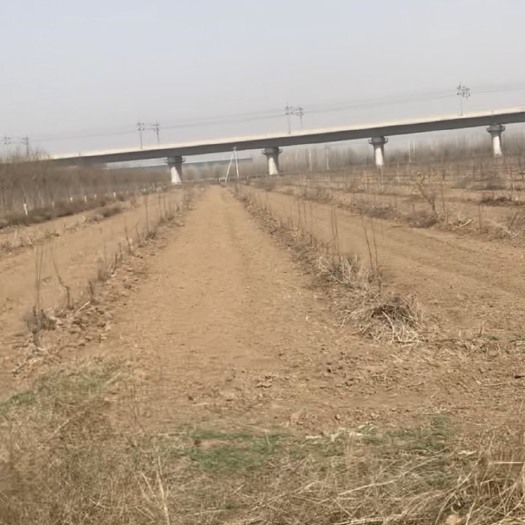 辛集市 水浇地