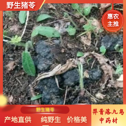 猪苓