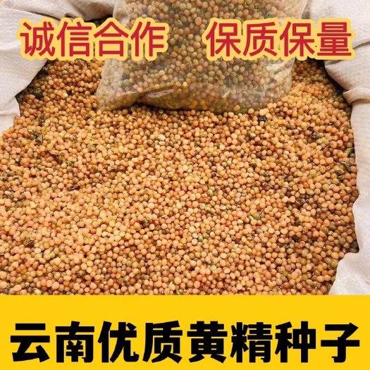 马关县云南滇黄精种子 老虎姜种子 节节高种子 去皮净籽 发芽率高