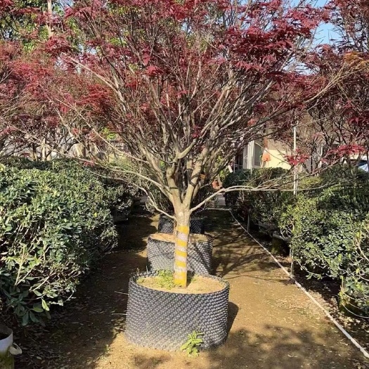 中山市日本红枫 红枫各种规格基地大量现货供应