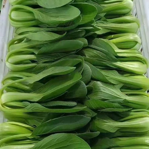 曹县精品上海青小油菜，欢迎各位老板批发或咨询