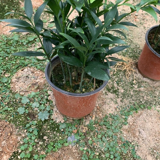 漳平市窄叶竹柏   精品竹柏 又名平安竹，基地直发，大量现货