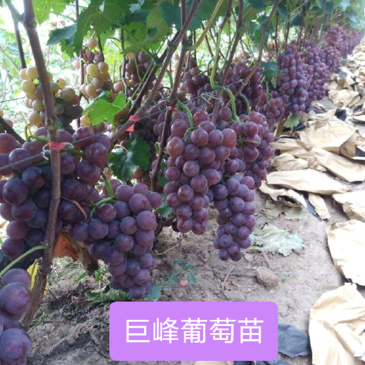 灵山县巨峰葡萄苗果子是草莓香味的大果多汁香甜营养杯苗