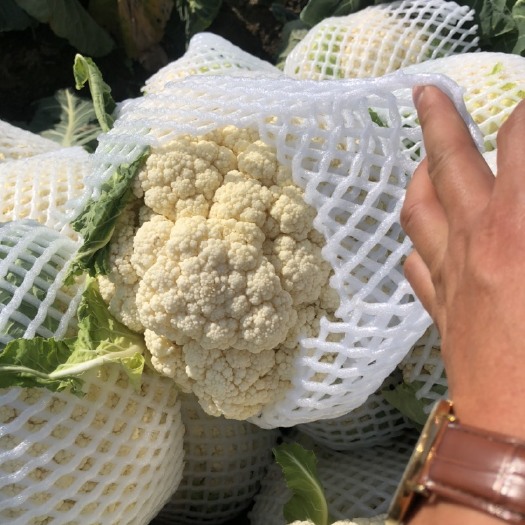 天门市白花菜花 松花 散花 花菜湖北天门几万亩种植基地，全国直发