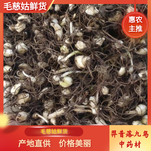 山慈菇  长白山冰球子（毛慈姑）统货