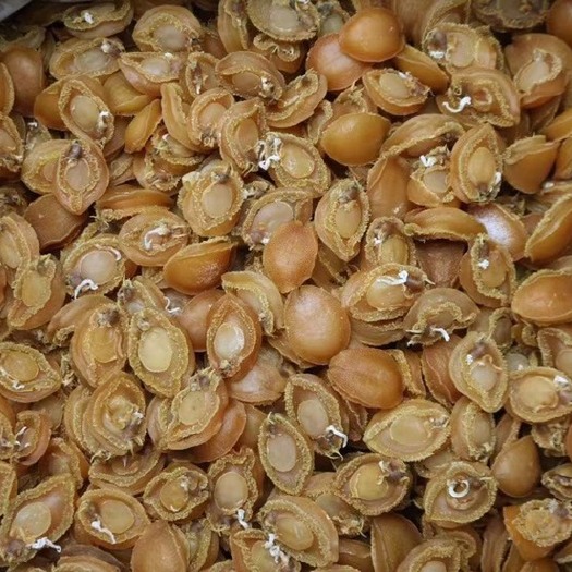 湛江鲍鱼干（量大价优，更多规格请联系）