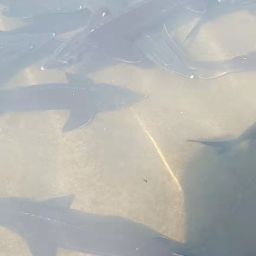  鲟鱼