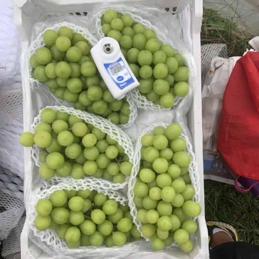 阳光玫瑰葡萄 价格美丽 货品质量很好 诚信代办