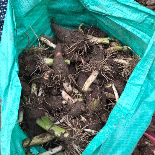 长汀县香芋 槟榔芋种￼