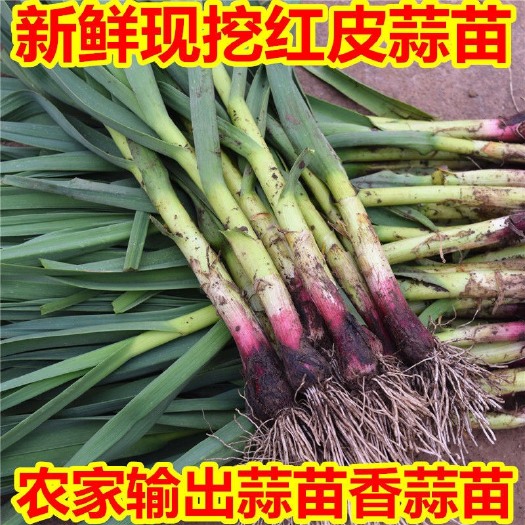 濮阳县红根蒜苗 2022新鲜河南濮阳蒜苗紫红皮大蒜苗农家蔬菜露天种植现挖