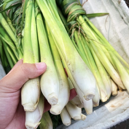 元江县泰国柠檬香茅草 冬阴功香料自家基地种植发货 新鲜采摘
