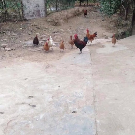 梓潼县正宗绵阳梓潼土鸡都是母鸡自己孵化长大、吃五谷杂粮 、小虫子