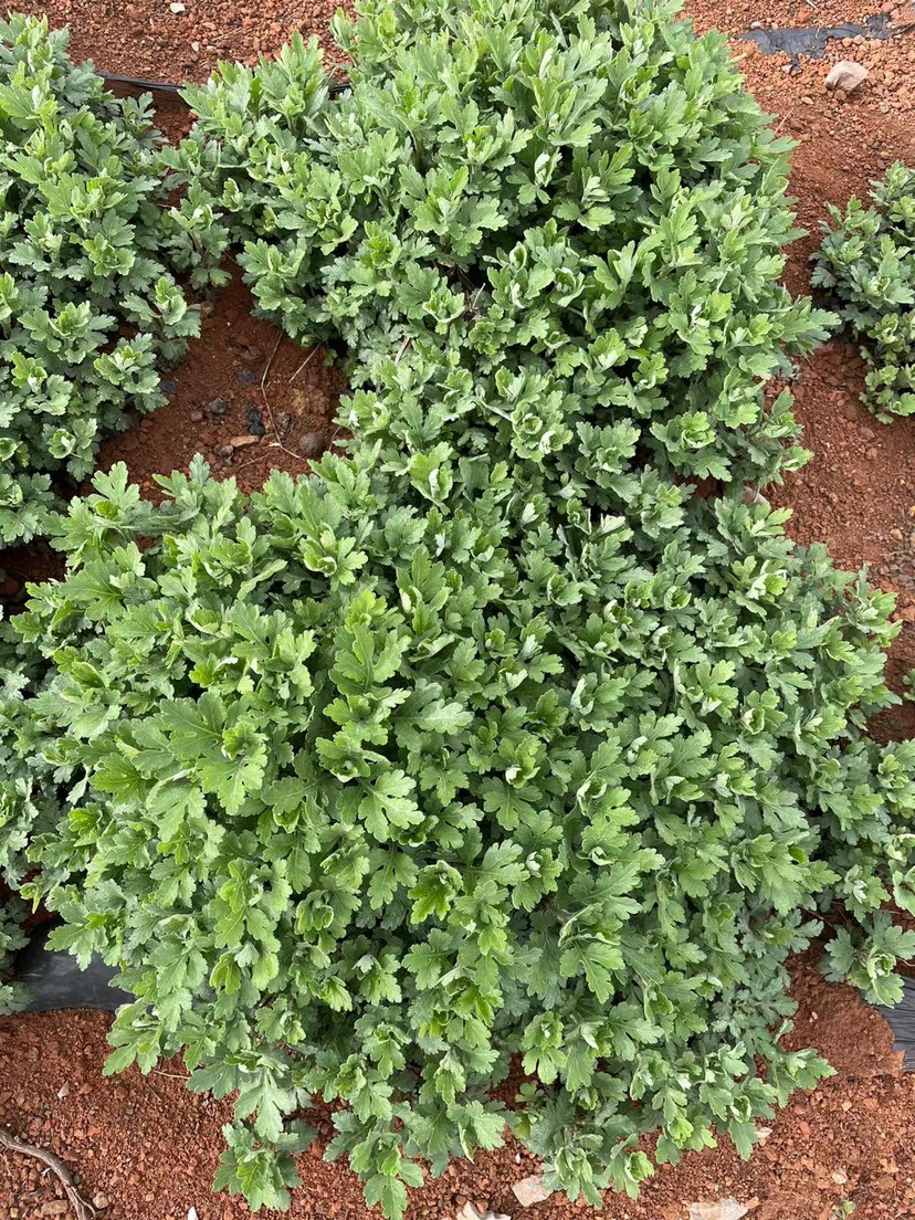 提供菊花苗 金丝皇菊苗 北京菊苗 菊花苗 基地直供