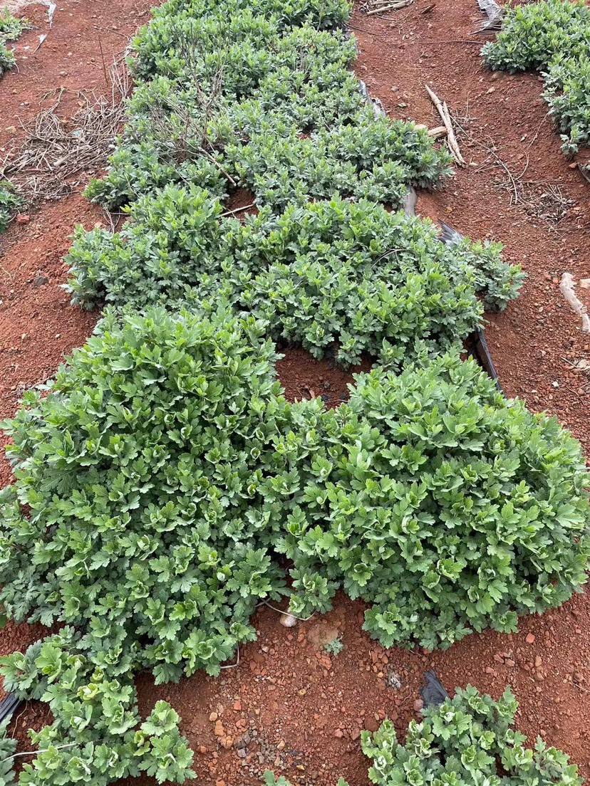 提供菊花苗 金丝皇菊苗 北京菊苗 菊花苗 基地直供
