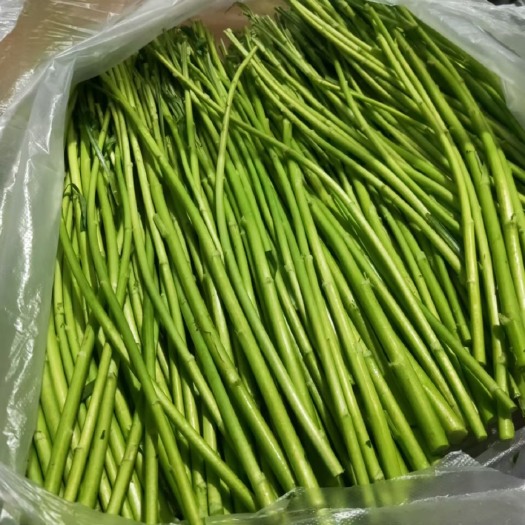 苏州藜蒿 一等一精品芦蒿