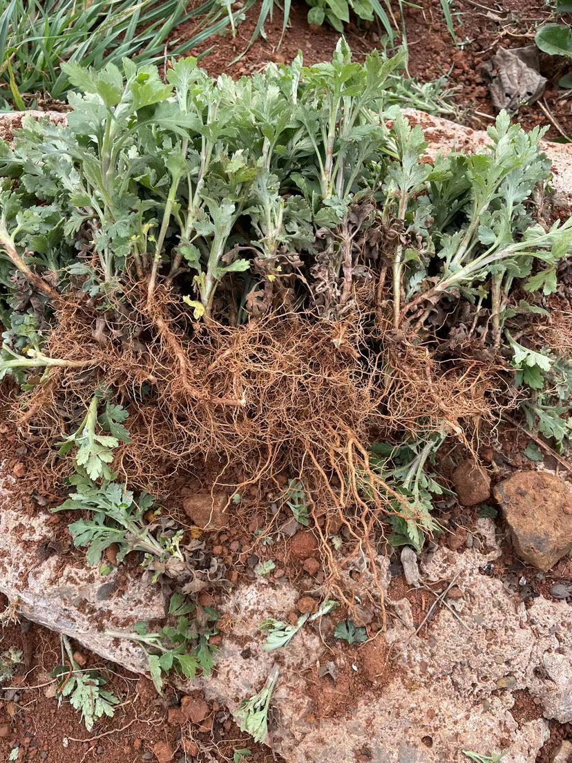 提供菊花苗 金丝皇菊苗 北京菊苗 菊花苗 基地直供
