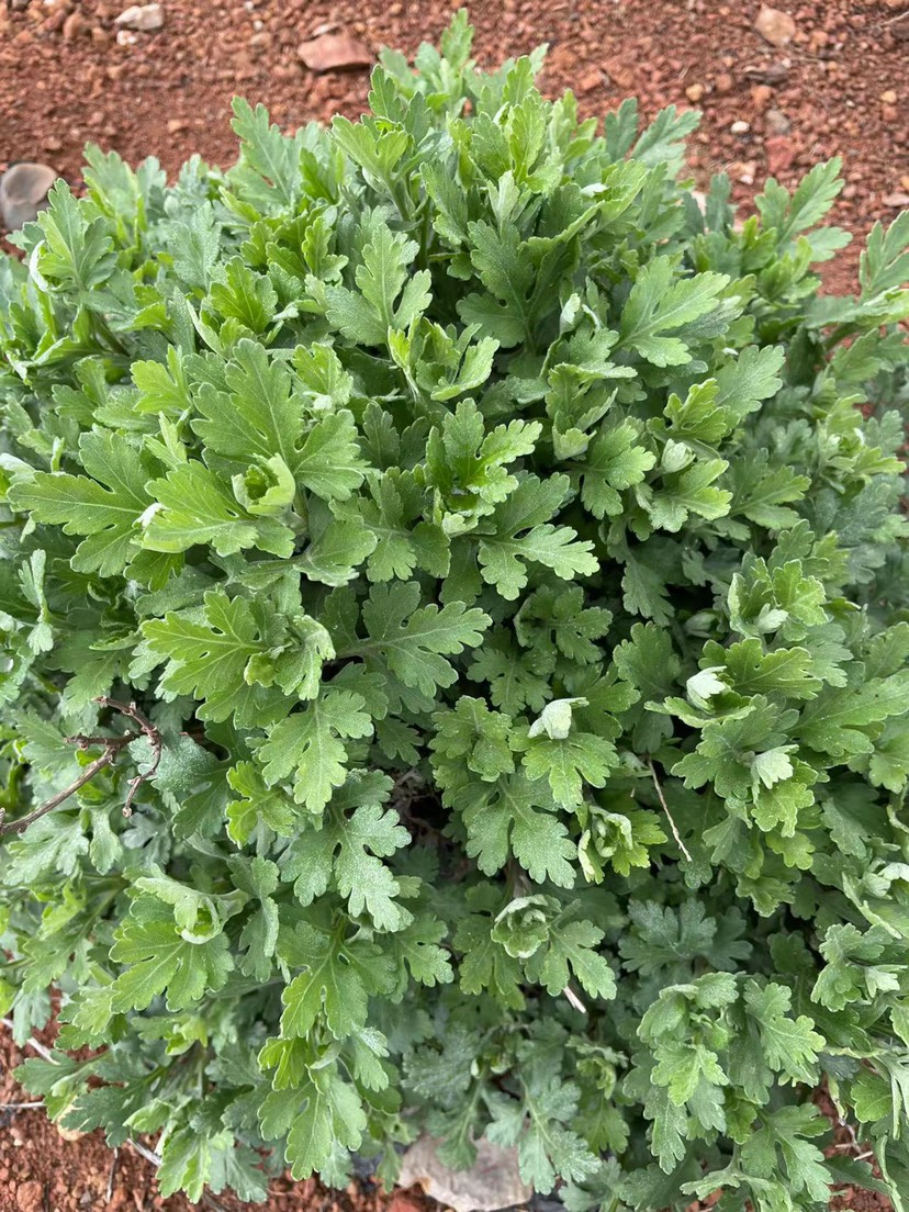 提供菊花苗 金丝皇菊苗 北京菊苗 菊花苗 基地直供