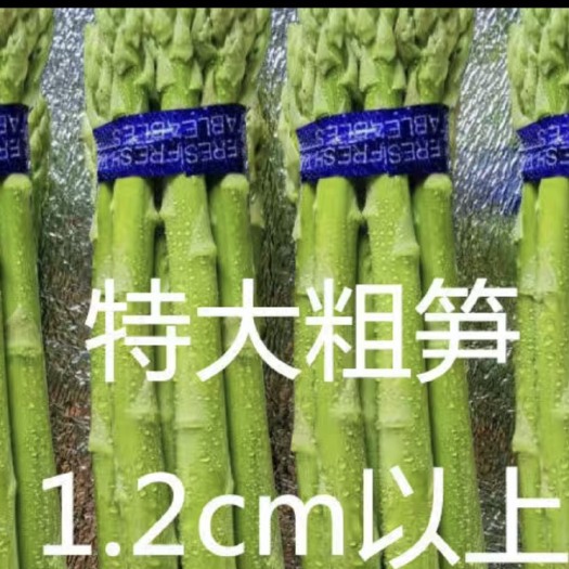 上海直发新鲜绿芦笋30cm以上蔬菜根茎类支持代发快递物流按需供应