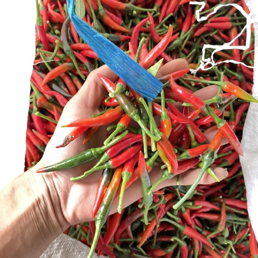 合浦县红米  朝天椒  现货都是现货