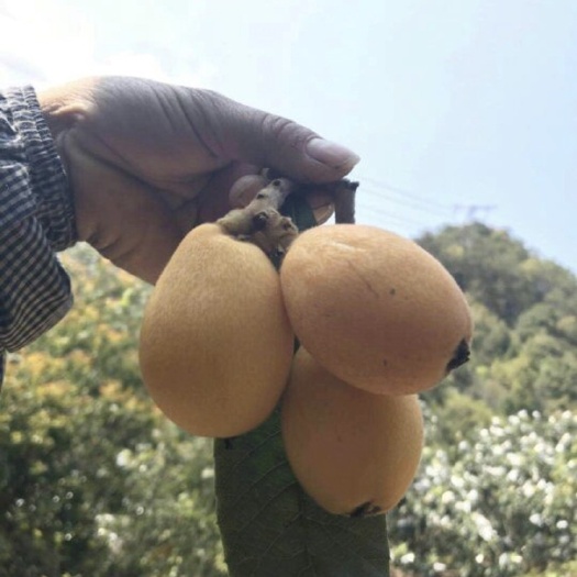 莆田莆田早钟6号枇杷 高山种植天然无打农药农户直销批发