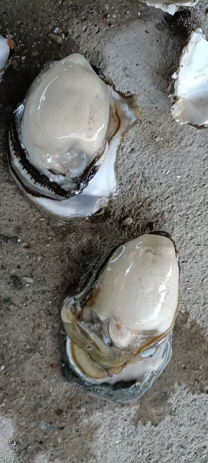 生蚝  汫洲大蚝 人工养殖 1-2两/只