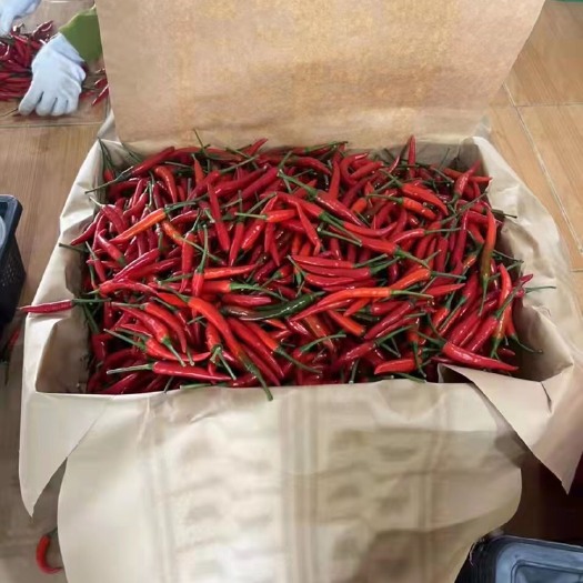 东兴市越南小米椒