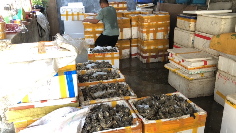 生蚝  汫洲大蚝 人工养殖 1-2两/只
