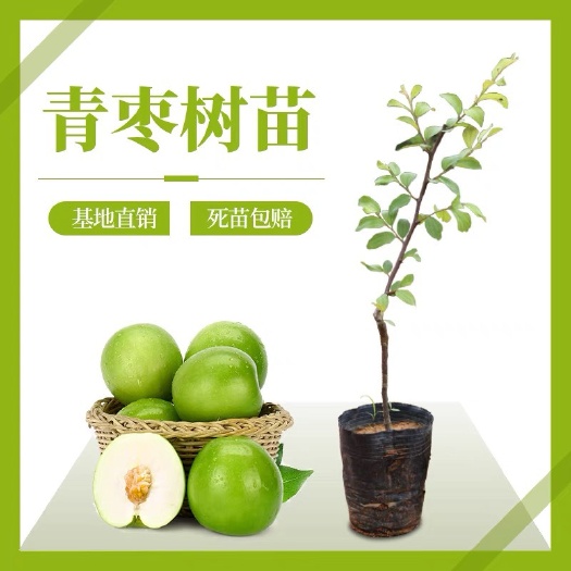 横州市青枣苗  高朗甜蜜丝枣春雪蜜枣大青枣嫁接枣树苗南方北方种植