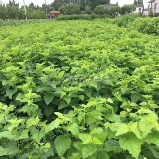 阜宁县桑树苗合作养蚕、桑茶、饲料都可以！