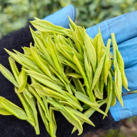 安吉白茶 昆铜明前茶 口粮茶 批发成本价只为付采茶工工钱