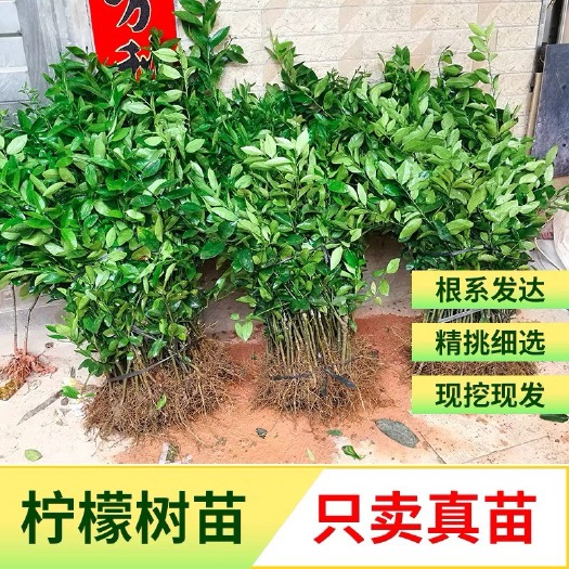 无籽青柠檬苗小青桔广东香水嫁接苗果树苗四季种植地栽当年结果