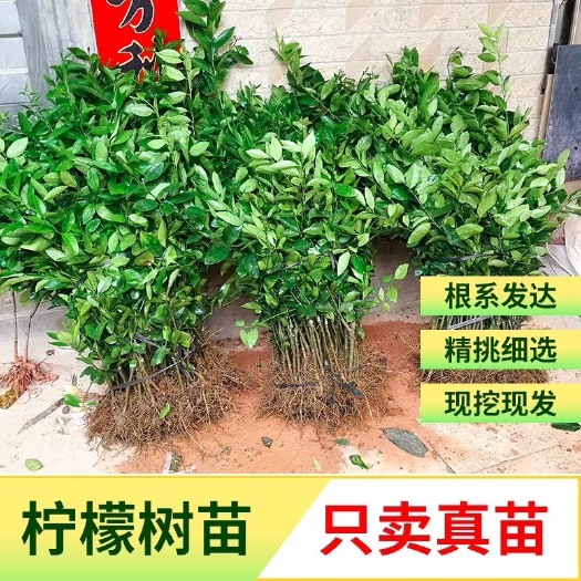 横州市无籽青柠檬苗小青桔广东香水嫁接苗果树苗四季种植地栽当年结果