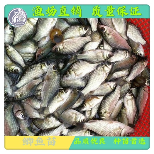 博罗县鱼苗 广东鲫鱼苗/中科五号鲫鱼苗批发