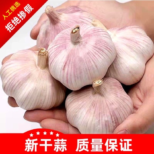 玉林蒜头红皮蒜河南开封新鲜大蒜干蒜1/2/3/5/10斤全国包邮