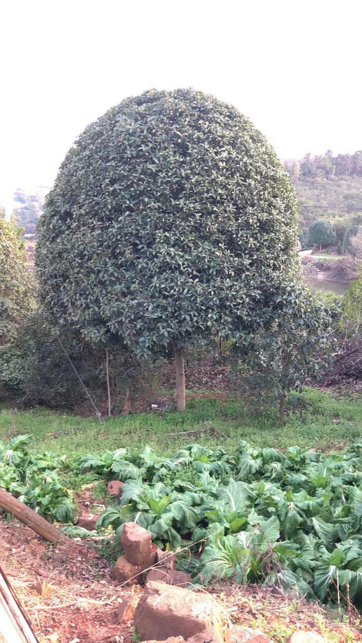 精品桂花，湖南桂花，八月桂，四季桂