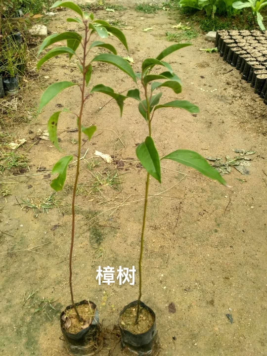 小叶香樟 供应樟树树苗，香樟树苗，生态造林苗