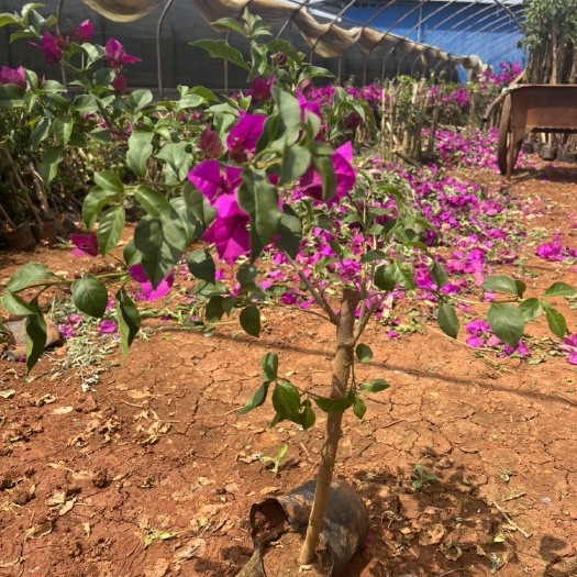 宜良县紫花三角梅 三角梅 产地直供 自产自销 苗木花卉 工程对接