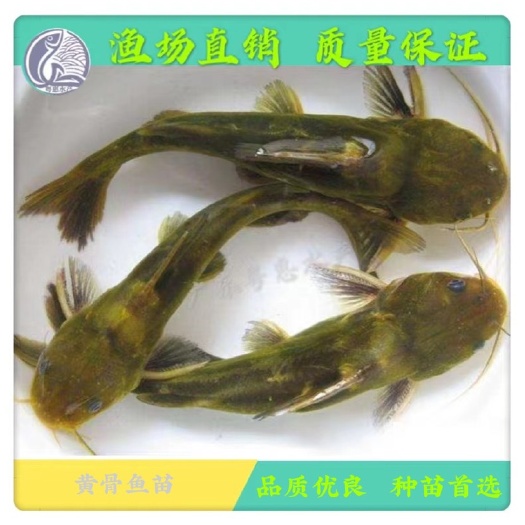 博罗县广东鱼苗 黄骨鱼苗 黄颡鱼苗 谈水黄辣丁鱼苗 昂刺鱼苗 黄蜂