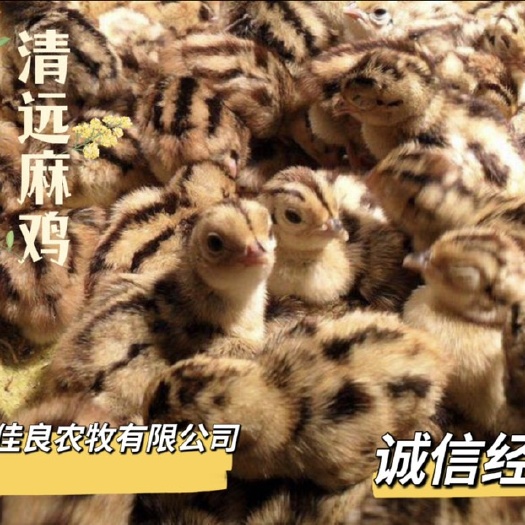 广州麻鸡苗 清远麻鸡，品种优质，包打疫苗，路损包赔，诚信经营