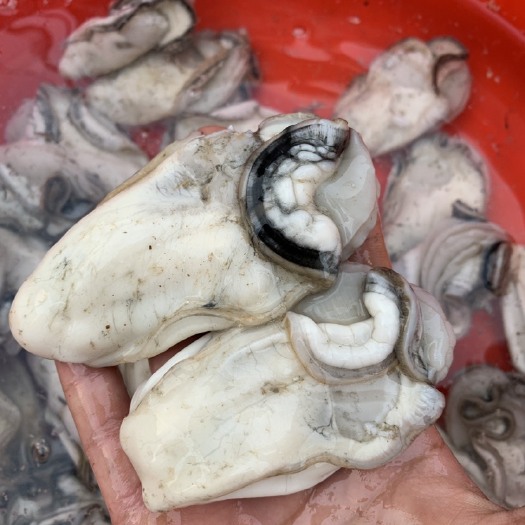 阳西县牡蛎  当季新鲜特大蚝肉，脆蚝，生蚝 打火锅，油炸，清蒸