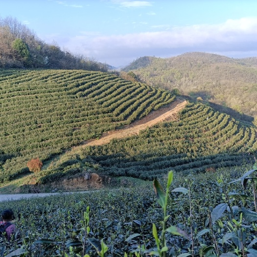 湄潭县云雾茶  明前特级贵州高山云雾绿茶2022款新茶叶礼盒包装嫩芽