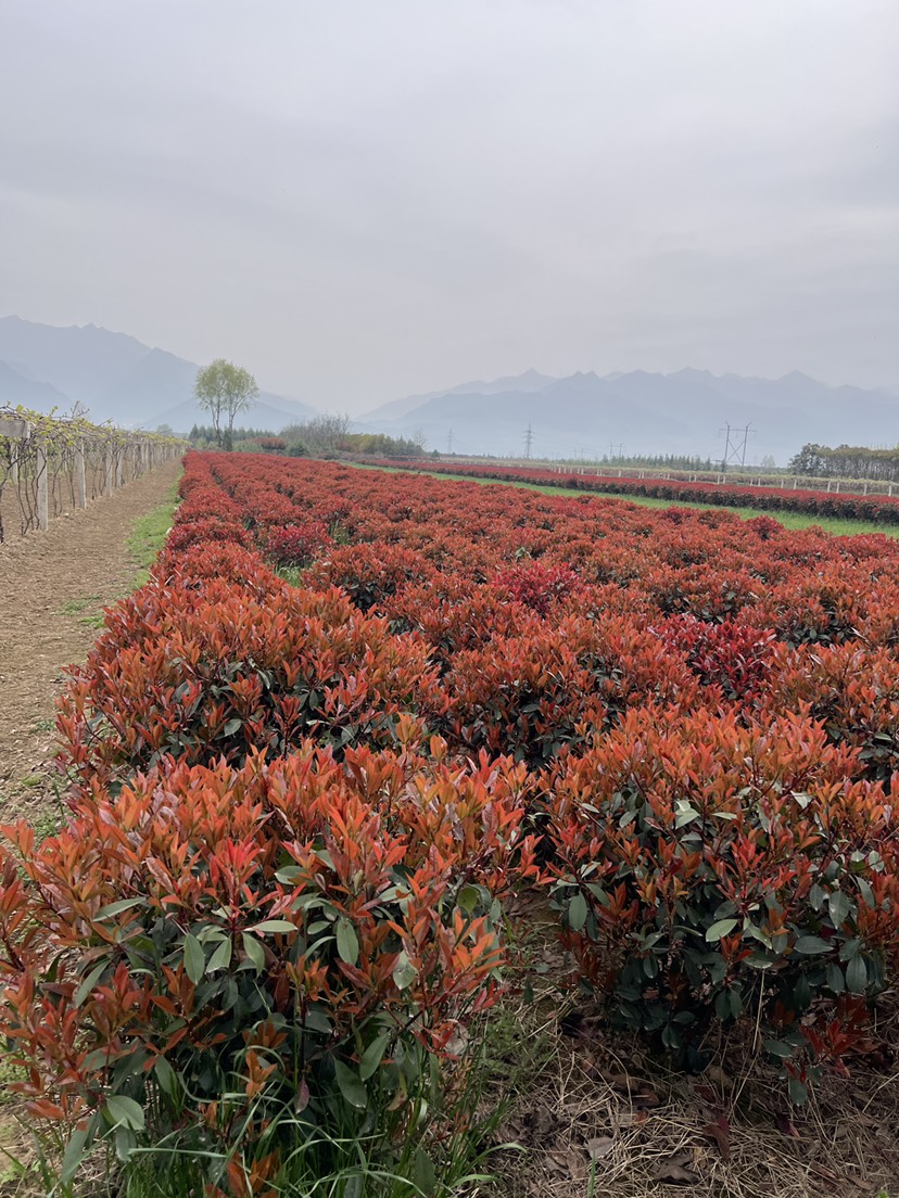 球花石楠，高低各種規(guī)格都有