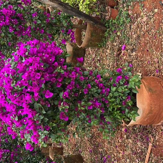 宜良县紫花三角梅 产地直供 自产自销 苗木花卉工程对接 实地考察